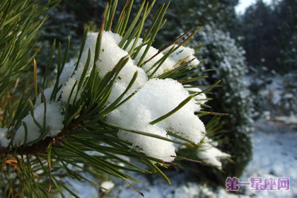 12月14日花语：海岸松，生日花语健门