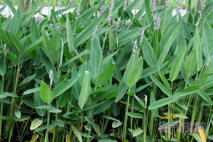 不常见的花：再力花的花语是什么？