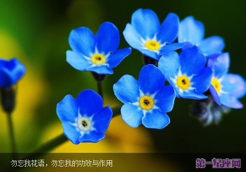 勿忘我花语，勿忘我的功效与作用