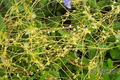 菟丝花的花语和象征代表意义