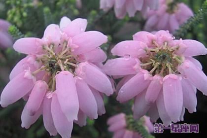 欧石南花语：和睦、气度