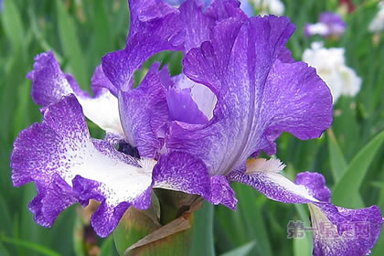 1月3日生日花:波斯鸢尾花,生日花语华丽