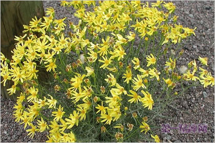 1月2日生日花:野滥缕菊,生日花语睿智