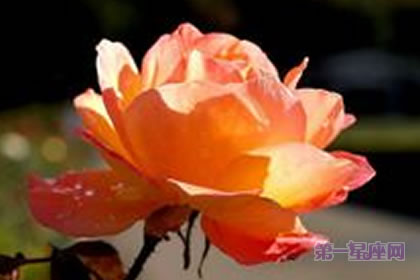 6月8日花语:二便士草,生日花语富裕