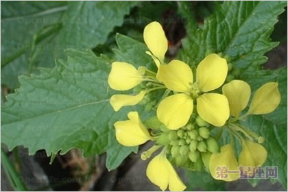 4月26日花语：兔耳芥菜，生日花语调和