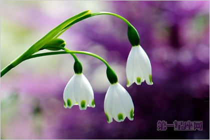 4月20日花语：雪片莲，生日花语新生