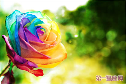 玫瑰花语:彩虹玫瑰的花语是什么?