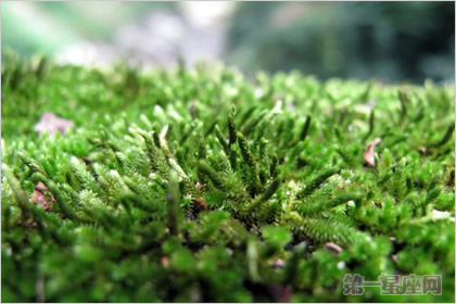 1月6日生日花:螺旋藓苔,生日花语静谧