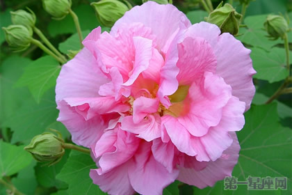 木芙蓉的花语是什么