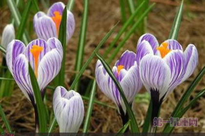 3月12日花语:沙洲蕃红花,生日花语权威