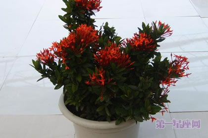 1月25日生日花：圣诞玫瑰，生日花语犹豫