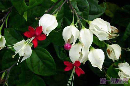 龙吐珠花语:珍贵纯洁、内心热诚