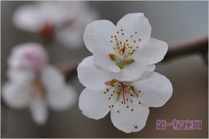 2月23日生日花语:杏树,生日花语结实