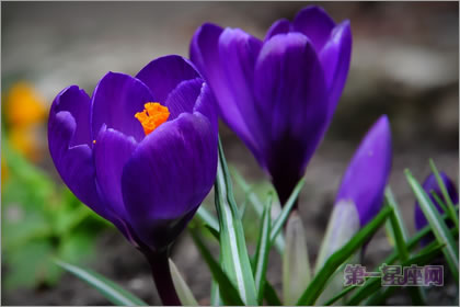 2月28生日花语:紫番红花,生日花语款待