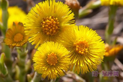 3月15日花语:款冬蒲公英,生日花语早熟