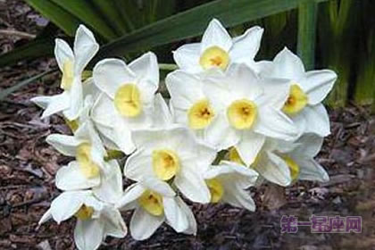 3月16日花语:纯白水仙,生日花语陶醉