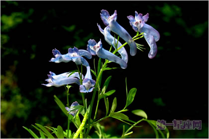 3月21日花语:白延湖索,生日花语开始