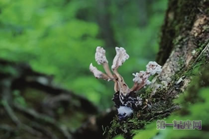 金蝉花的花语是什么?