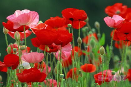 6月18日花语：角罂粟，生日花语耐心