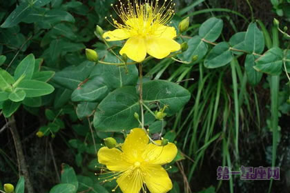 6月24日花语:小连翘,生日花语指导