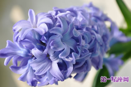 各种花的花语:代表忧伤的花和花语