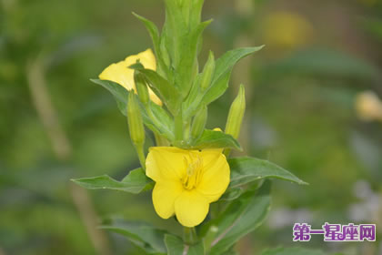 7月8日花语:待霄草,生日花语夜行性
