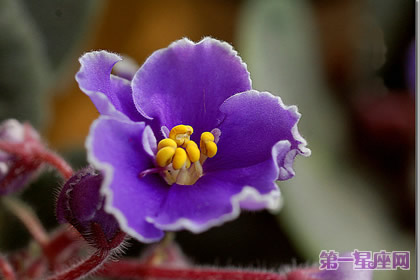 花语大全:夏天花的花语