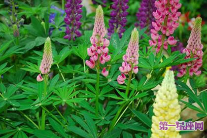 7月13日花语:羽扇豆,生日花语苦涩