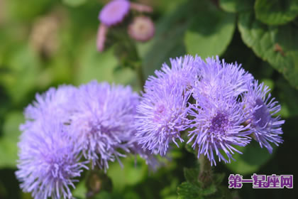 7月23日花语:西洋山萝卜,生日花语水边