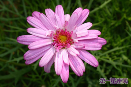 9月8日花语：米迦勒雏菊，生日花语夫妻爱