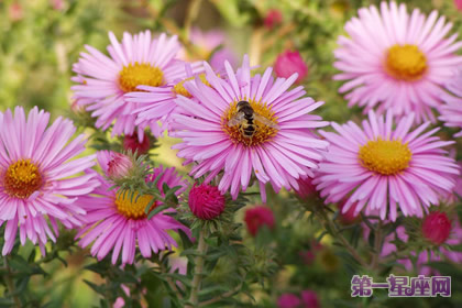 花语：米迦勒雏菊，生日花语统率力