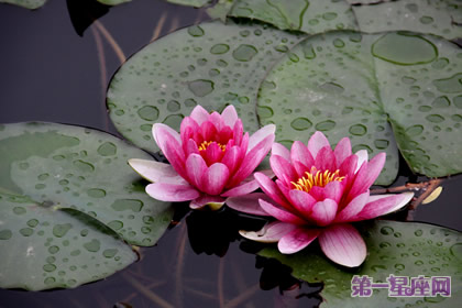 睡莲的花语:高高在上、不谙世事、纤尘不染