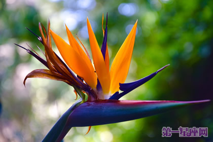 天堂鸟的花语：自由、幸福、吉祥