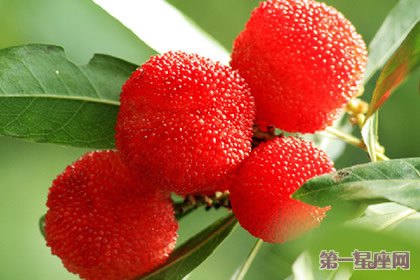 花语：草莓树，生日花语孤寂