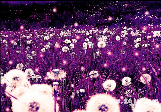 紫色蒲公英的花语