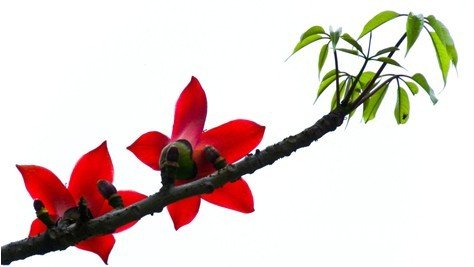 木棉花的花语