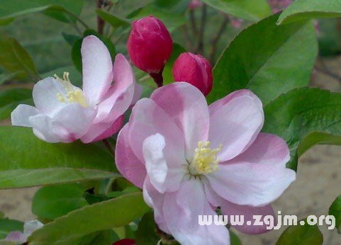 西洋苹果的花语