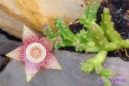 11月20日花语:腐肉花,生日花语受欢迎