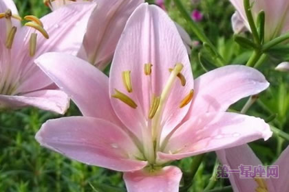 水仙百合的花语:喜悦、期待相逢