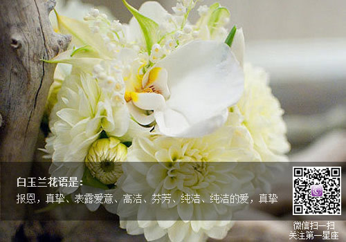 白玉兰花语是什么，送白玉兰代表的含义？