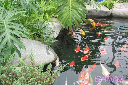 植物花语：龟背竹的花语是什么？