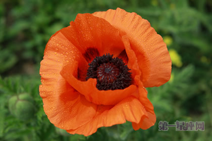 东方罂粟花语：顺从平安