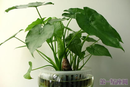 滴水观音花语是什么