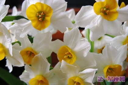 什么花的花语是思念？