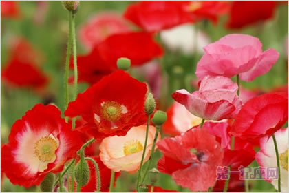 5月17日花语：角罂粟花，生日花语自然