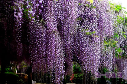 紫藤萝花语