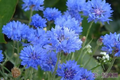 矢车菊花语知多少?