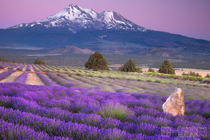 薰衣草花语与传说