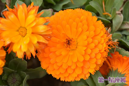 金盏菊花语:悲伤嫉妒,离别之痛