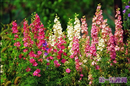 花语传说:飞燕草的花语及传说